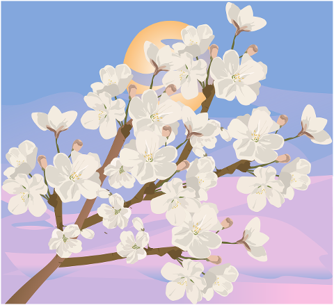 cherry-blossoms-spring-sunrise-4145837