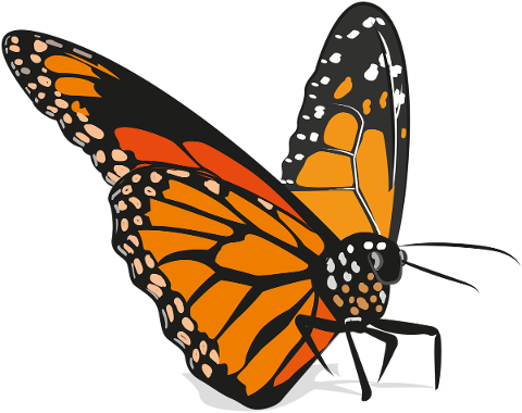 butterfly-insect-animal-rhopalocera-5796564