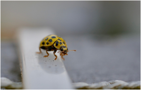 beetle-close-up-insect-animal-world-4337279