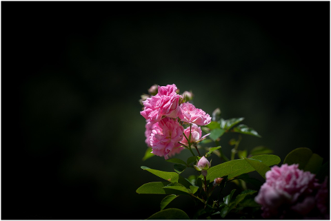 roses-pink-flowers-rose-garden-4411770