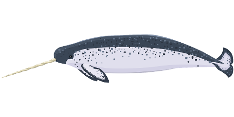 animal-narwhal-marine-cutout-6628302