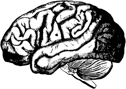 brain-organ-cerebrum-cerebral-lobe-5605288