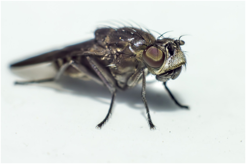 portrait-fly-scary-nature-hair-4857851