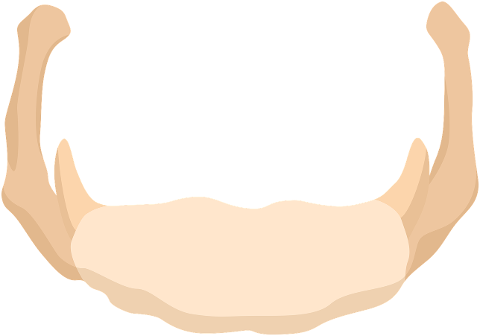 hyoid-bone-skeleton-human-person-9663604