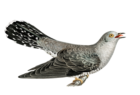 cuckoo-bird-cucuidae-ornithology-6315524