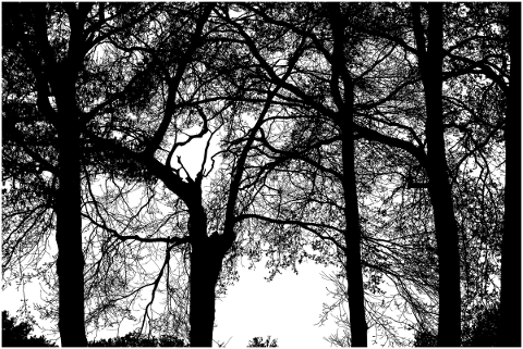 forest-trees-silhouette-branches-5171210
