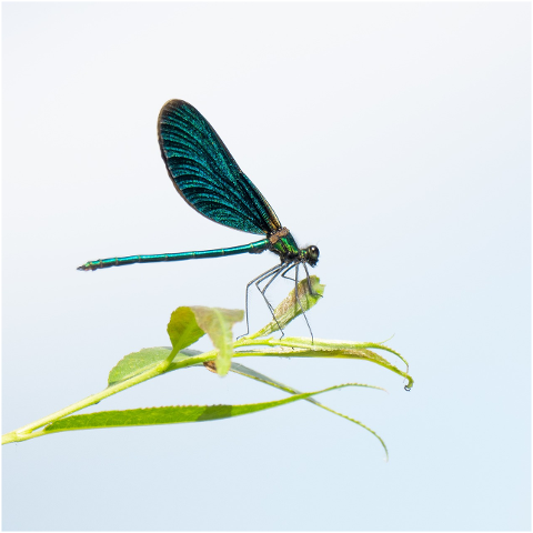 animal-dragonfly-odonata-macro-4386605