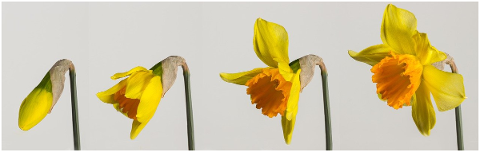 osterglocken-daffodils-spring-5003539