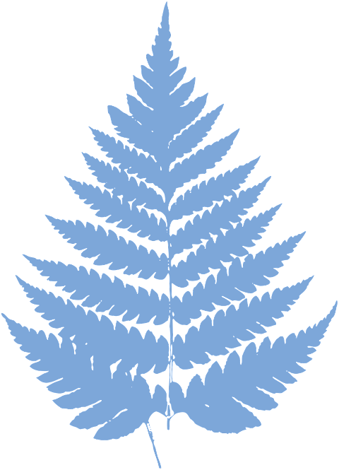 leaves-plant-fern-nature-cutout-6608324