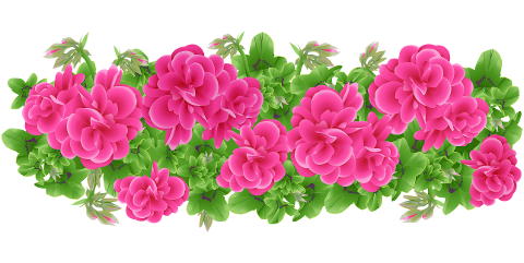 geranium-flowers-plant-petals-6304467