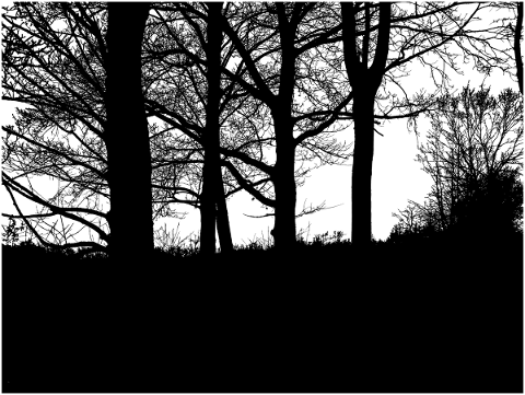 forest-trees-silhouette-branches-5142639