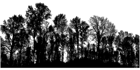trees-landscape-silhouette-forest-4835134