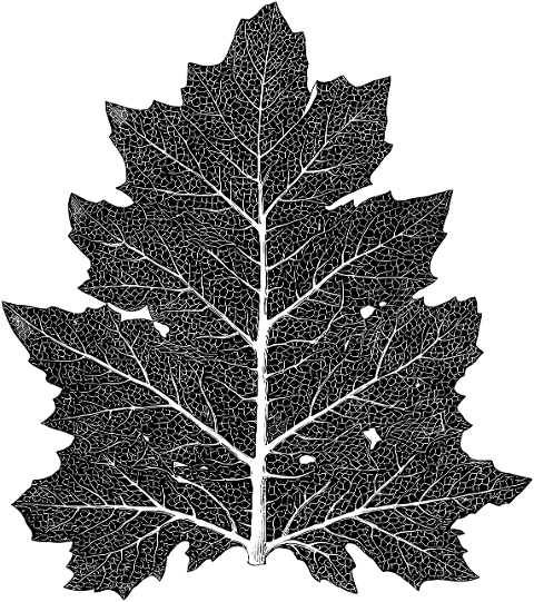 leaf-line-art-plant-nature-botany-7203143