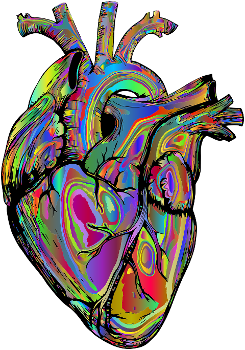 heart-organ-line-art-biology-6940666
