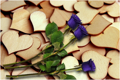 hearts-romantic-box-rosa-flowers-6121692