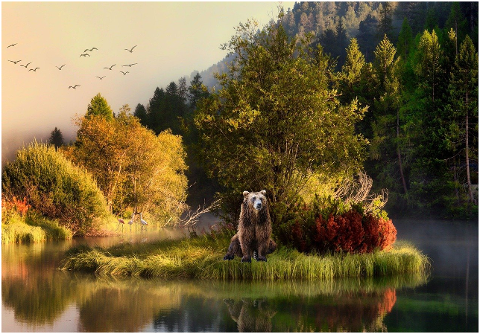 bear-lake-trees-islet-birds-6078586