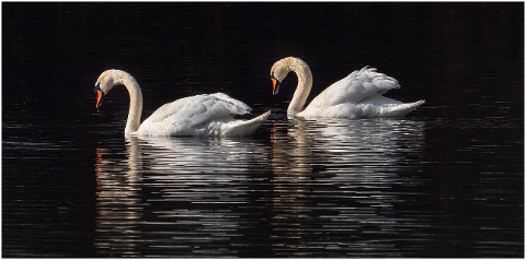 swan-water-bird-bird-lake-plumage-6055588
