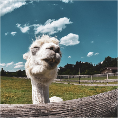 alpaca-animal-pasture-mammal-6054042