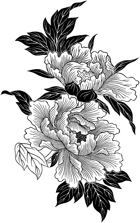 flowers-floral-line-art-decoration-7509828