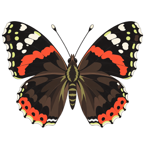 red-admiral-butterfly-butterfly-10480945