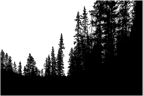 forest-trees-silhouette-branches-7501510