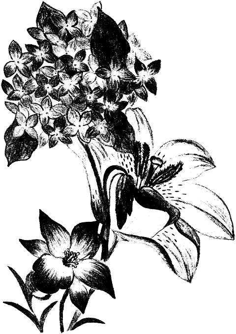 hydrangea-flowers-nature-bloom-8487659