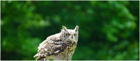 eagle-owl-owl-bird-bird-of-prey-6310366