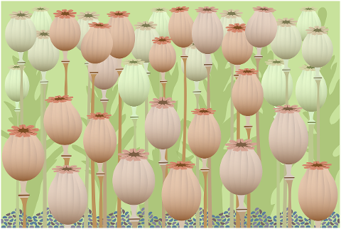 poppy-head-seed-pods-poppies-6999163
