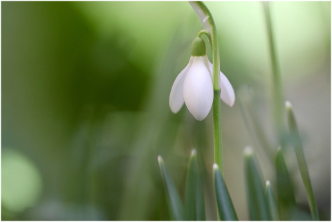 snowdrop-galanthus-blossom-bloom-6043577