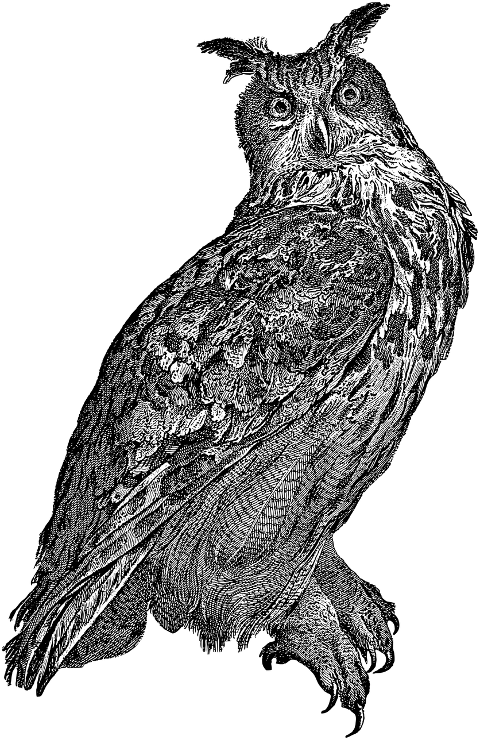 great-horned-owl-bird-animal-7384746