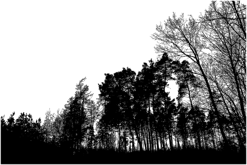 trees-forest-silhouette-landscape-7156476