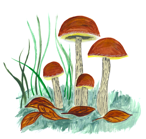 fungus-mushrooms-forest-autumn-6212169