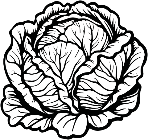 plant-black-line-art-botanical-art-8912824