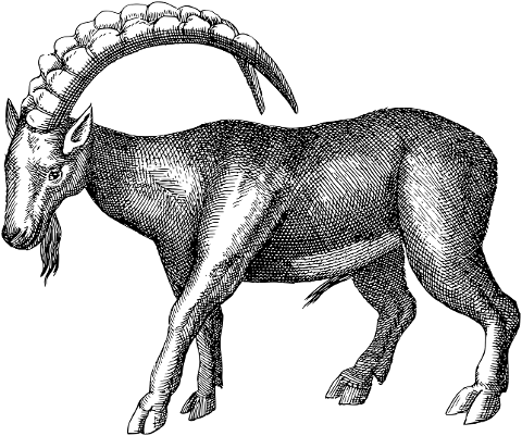 goat-animal-line-art-horns-vintage-7384687