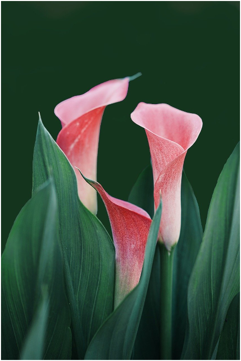 flowers-calla-lilies-bloom-nature-6229866