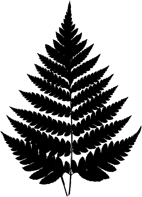plant-stalk-silhouette-leaves-leaf-7337049