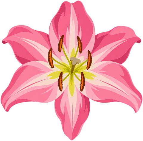 pink-lily-flower-lilium-delicate-10490076