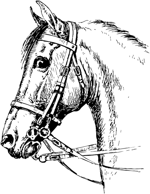 horse-stallion-animal-mammal-6196151
