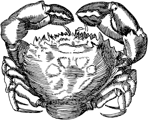 crab-crustacean-animal-line-art-7378341