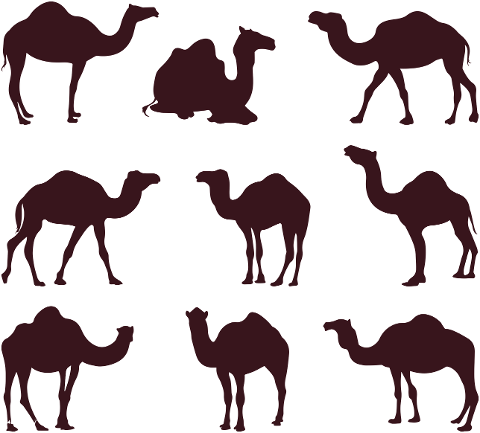 camel-animal-logo-desert-animal-6577854