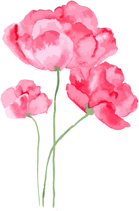 flowers-watercolor-plants-petals-5331604