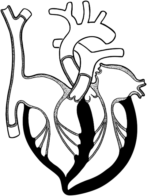 heart-organ-line-art-biology-7485687