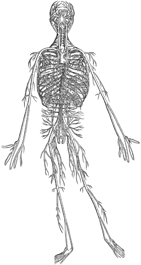 circulatory-system-skeleton-heart-8143909