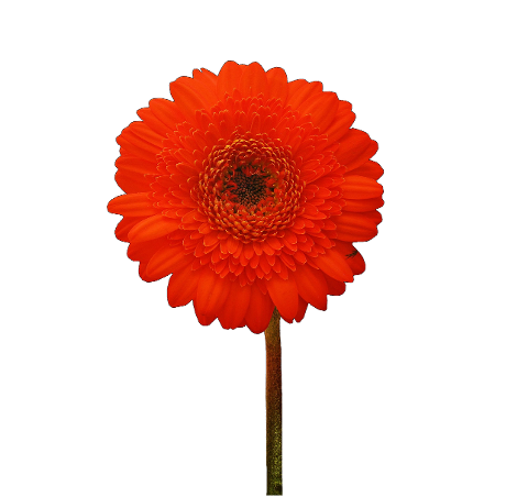 flower-gerbera-bloom-blossom-daisy-6168333