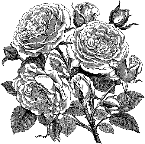 rose-flower-line-art-plant-7297615