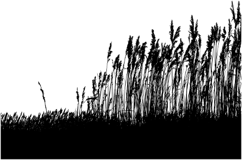 grass-meadow-reed-plants-flora-6785103