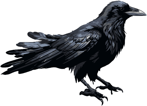 bird-black-raven-animal-8291076
