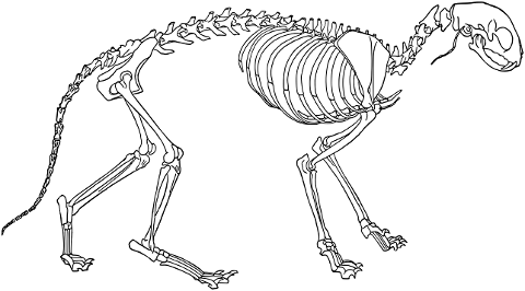 cat-feline-skeleton-bones-animal-7942554