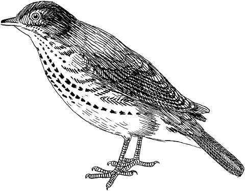 thrush-bird-animal-ornithology-8034438