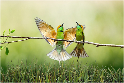 birds-branch-grass-feathers-5940016